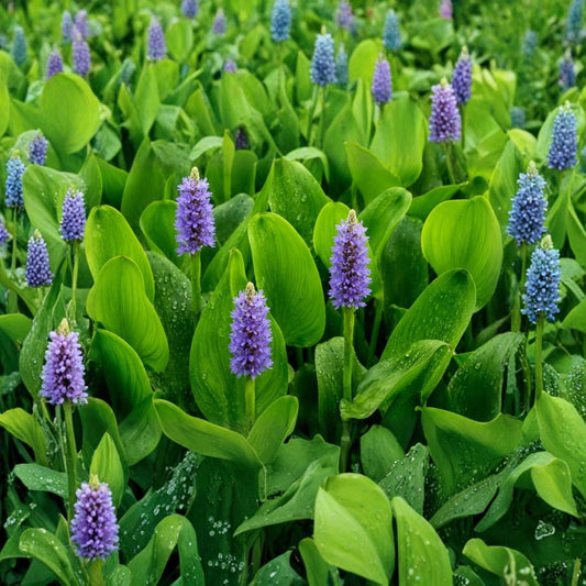 Pickerel Rush – Pontederia cordata Live Pond Plant | Purple Blooms | Hardy Aquatic Marginal | Potted Water Garden Plant