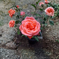 Tropicana Hybrid Tea Rose – 5 Gallon Live Bush Plant | Brilliant Orange Blooms | Includes Root Ball Wrapping | Fragrant Garden Rose | Easy to Grow