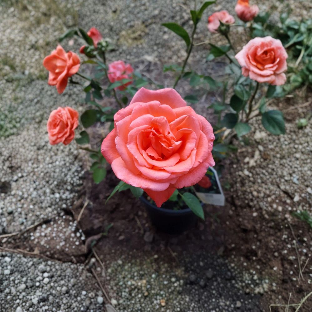 Tropicana Hybrid Tea Rose – 5 Gallon Live Bush Plant | Brilliant Orange Blooms | Includes Root Ball Wrapping | Fragrant Garden Rose | Easy to Grow