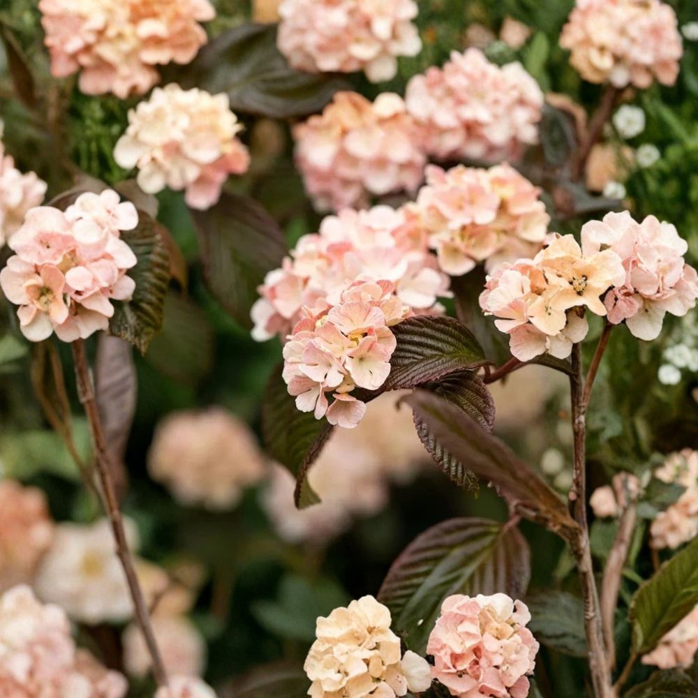 Mary Milton Viburnum Live Plant – Japanese Snowball Viburnum | 3.5 Inch Pot | White to Pink Flowers | Ornamental Shrub | Zones 5–8