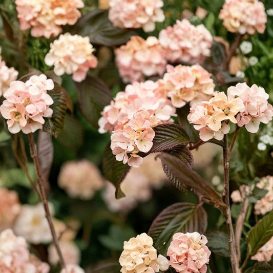 Mary Milton Viburnum Live Plant – Japanese Snowball Viburnum | 3.5 Inch Pot | White to Pink Flowers | Ornamental Shrub | Zones 5–8