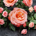 Voodoo Rose – Rosa Hybrid Tea Live Plant | 1 Gallon Size | Includes Healthy Root System | Garden & Landscape Friendly | Orange Yellow Fragrant Blooms