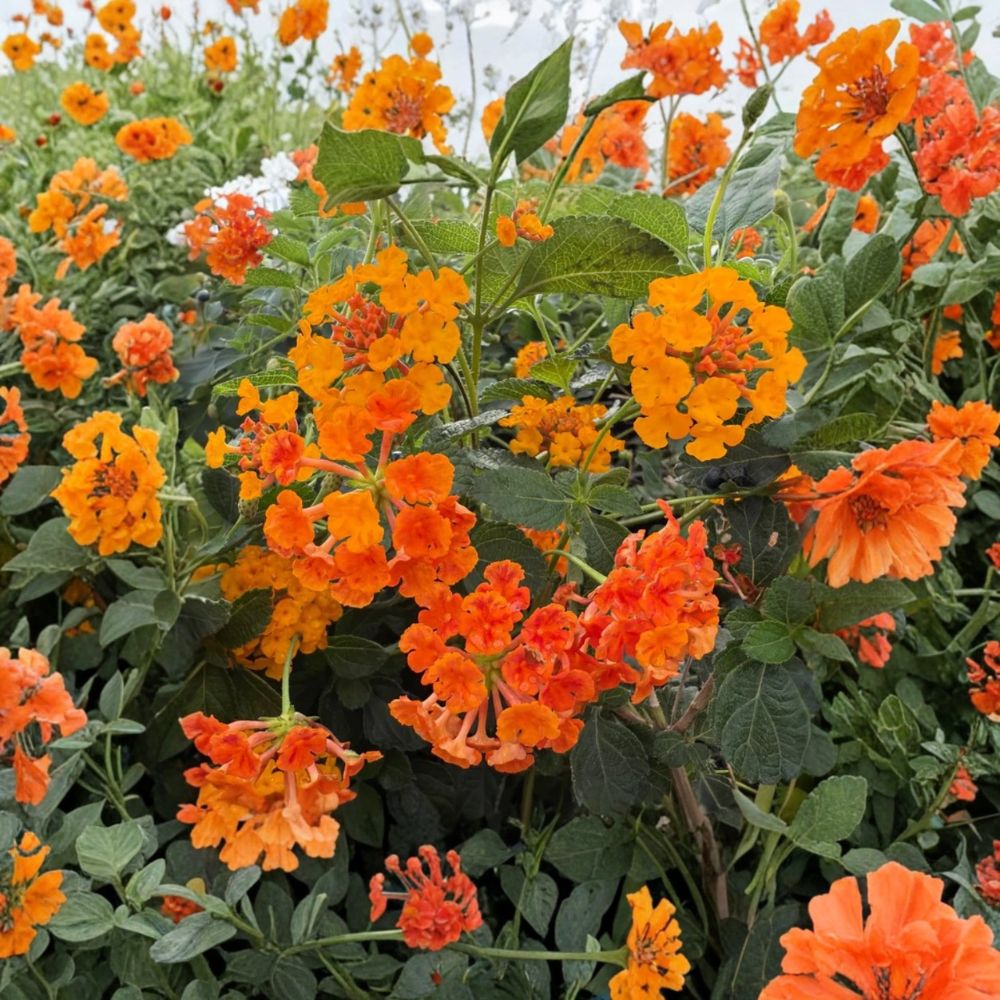 Set of 2 Live Radiation Lantana Plants – 4 to 6 Inches Tall | Ships Bare Root (No Pot) | Tropical Flowering Shrub | Butterfly & Pollinator Friendly | Easy to Grow