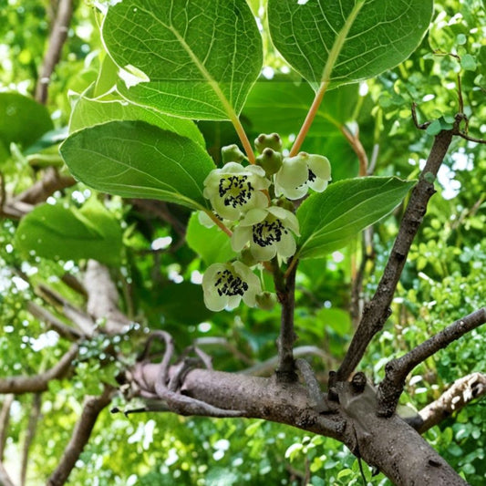 Meader Male Hardy Kiwi Live Plant – Actinidia arguta | 3-Year-Old 18–24 Inch Vine | Male Pollenizer | 1 Gallon Grown | Zones 4–8