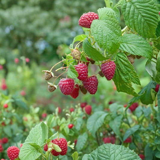 Natahalla Thornless Raspberry Plants – 2 Live Starter Plants | 4–6 Inches Tall | No Pot | Edible Berry Plant | Home Garden & Container Friendly
