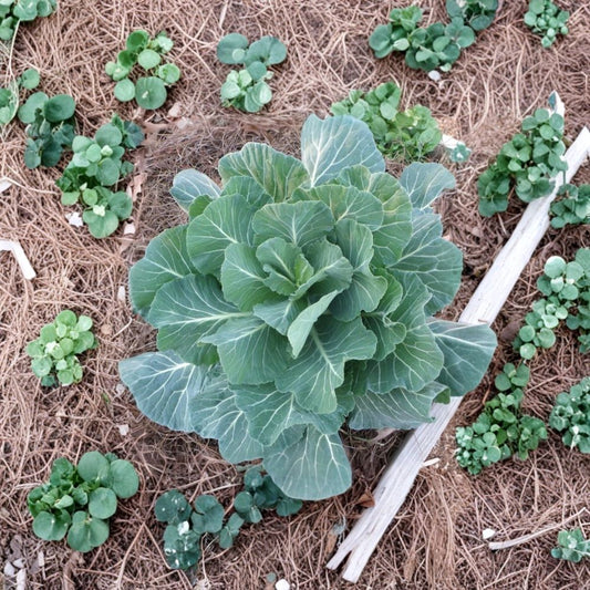 Georgia Southern Collard Greens Live Plants – Brassica oleracea | 3 or 9 Seedlings | 5–8 Inch Tall | Heirloom Leafy Green | Heat & Cold Tolerant | Edible Vegetable Garden