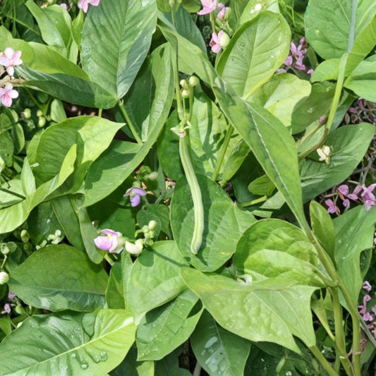 Bush Bean Plant – Live Vegetable Seedling | 3–5 Inches Tall | 2 Plants in 4-Inch Pot | Edible Garden Vegetable | Container & Backyard Friendly