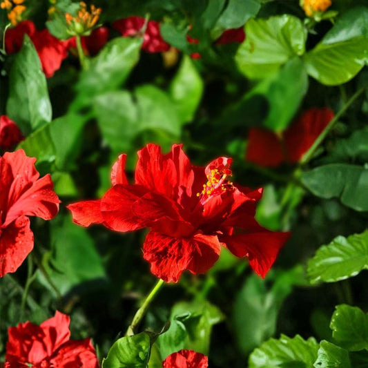 Anderson’s Double Red Tropical Hibiscus – Live Hibiscus Plant | Large Rooted 8–12 Inch Starter | Double Scarlet Red Flowers | Tropical Flowering Shrub | Zones 9–11
