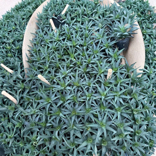 Hard-Leaf Ivory Tower Live Plant – Potted Succulent | Tiered Tower Growth | Yellow Flowers With Red Centers | Low Maintenance Indoor Plant | Home & Office Decor