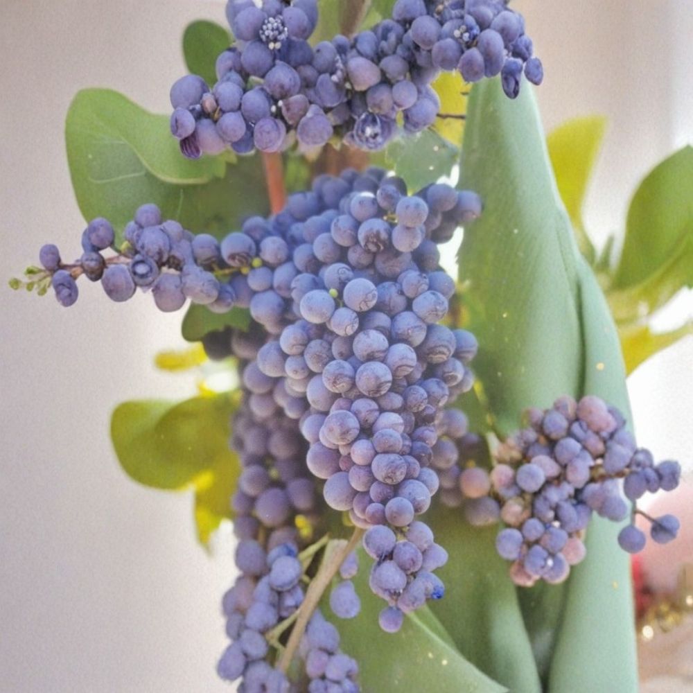 Fredonia Grape Vine – 2 Gallon Live Plant | Cold Hardy Fruit Vine | Early Ripening Grapes | Fast Growing Vineyard Vine | Includes Rooted Live Plant