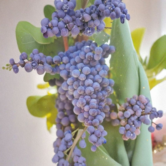 Fredonia Grape Vine – 2 Gallon Live Plant | Cold Hardy Fruit Vine | Early Ripening Grapes | Fast Growing Vineyard Vine | Includes Rooted Live Plant