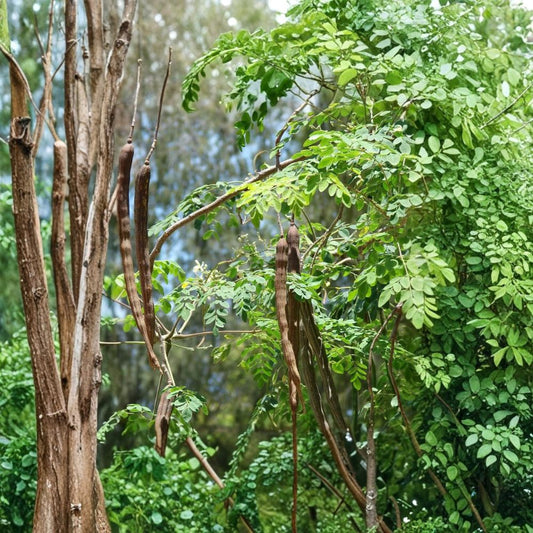 Moringa Live Plant – Moringa oleifera | 3–5 Inch Tall | 4 Inch Pot | Drumstick Tree | Fast-Growing Tropical Plant | Edible Garden