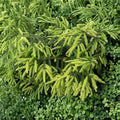 Early Gold Oriental Spruce – Live Golden Evergreen Conifer | 10 Inch Tall Plant | 1 Gallon Pot | Picea orientalis