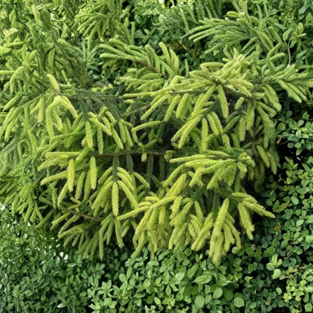 Early Gold Oriental Spruce – Live Golden Evergreen Conifer | 10 Inch Tall Plant | 1 Gallon Pot | Picea orientalis