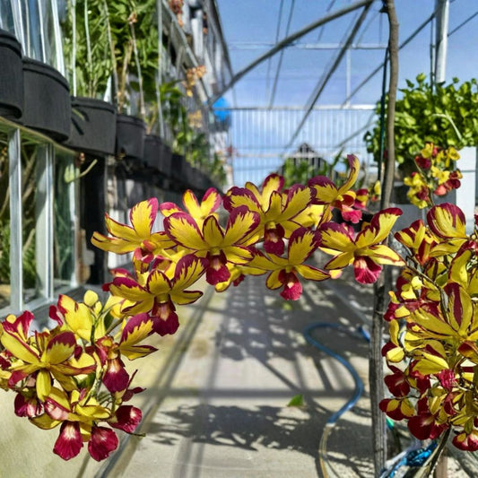 Dendrobium Hybrid No. 939 Orchid – Rare Yellow Red Splash | Live Established Orchid Plant | Collector’s Orchid | Exotic Flowering Plant