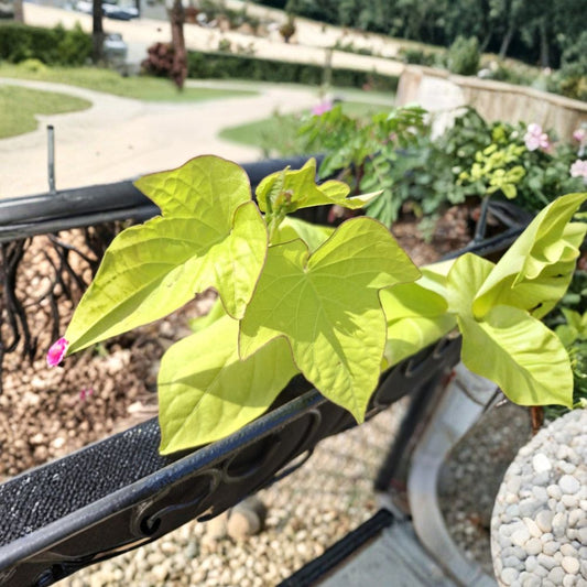 Ornamental Sweet Potato Vine – Ipomoea batatas Live Rooted Plants | 3 Starter Plants | Trailing Foliage Vine | Easy to Grow | Ready to Plant