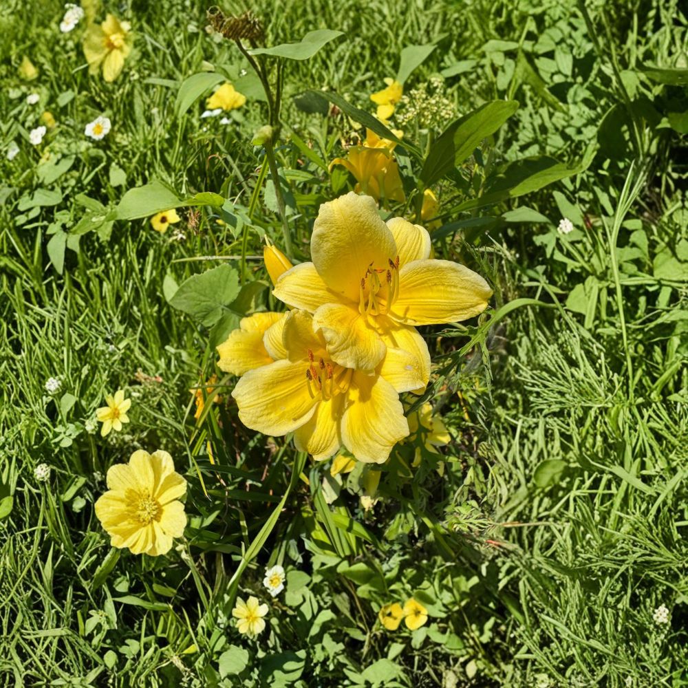 Hemerocallis 'Raindrop' Daylily – 3 Bare Root Plants | Grade #1 Roots | Hardy Perennial Flower | Easy to Grow | Garden Favorite