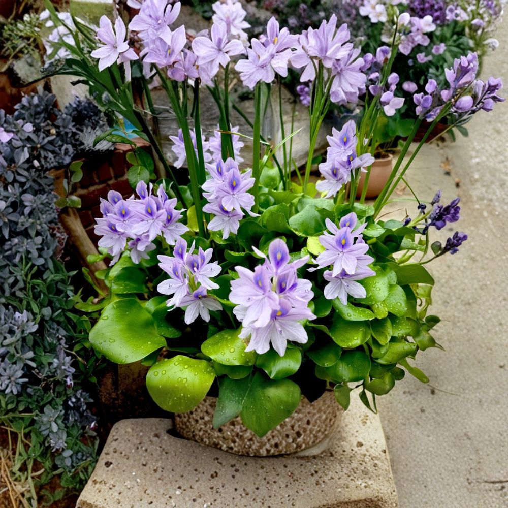 Water Hyacinth – 6 Live Floating Pond Plants | Beautiful Flowering Aquatic Plants | Water Garden & Koi Pond Favorite