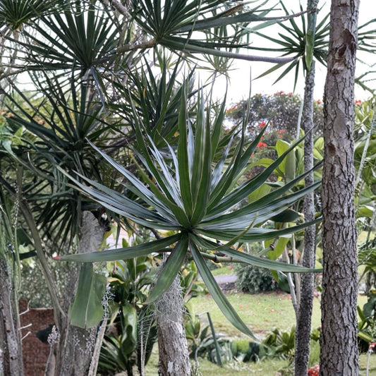 Hawaii Grown Dragon Tree Cuttings – 3 Live Dracaena marginata Stems | 4–8 Inch Fresh Cuttings | Madagascar Dragon Tree | Rooting Propagation Plant