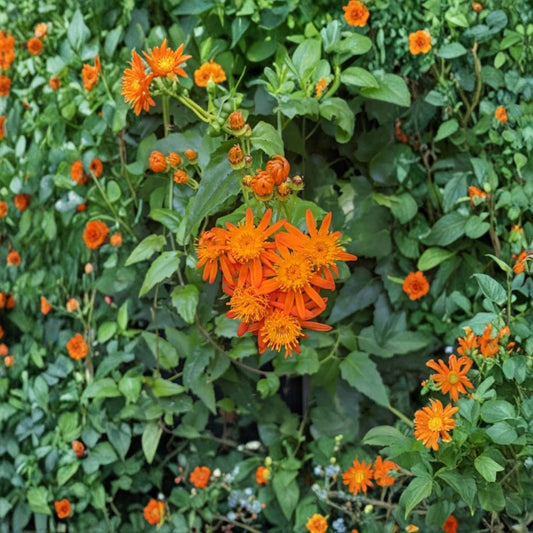 2 Live Mexican Flame Vine Plants (Senecio confusus) | 4–6 Inches Tall | Ships Bare Root (No Pot) | Fast-Growing Flowering Vine | Tropical Climber