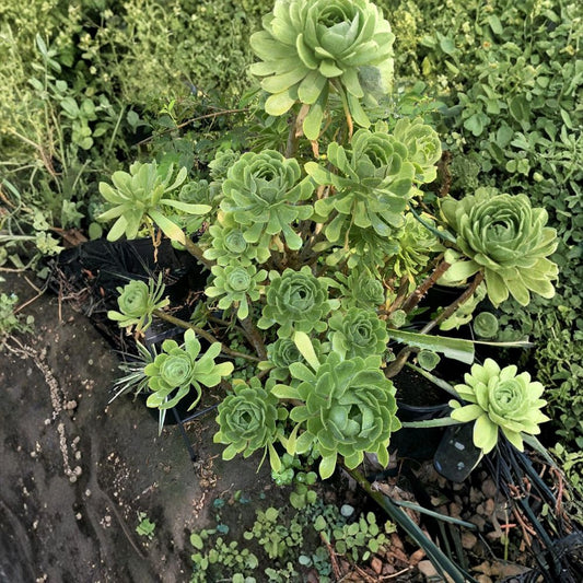 Aeonium Arboreum Tree Aeonium – 2 Live Succulent Cuttings | 4 Inch Wide | Green Aeonium | Easy to Propagate | Drought Tolerant Succulent | Cactus Garden