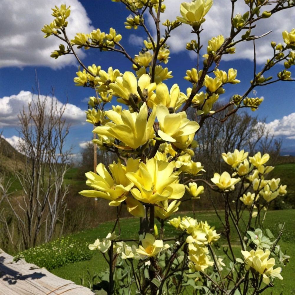 Yellow Bird Magnolia Live Plant – Magnolia 'Yellow Bird' | 6–12 Inches Tall | 3 Inch Nursery Pot | Yellow Flowering Deciduous Tree