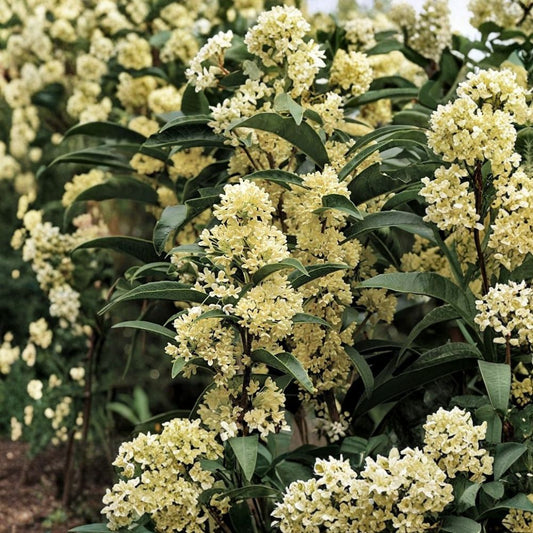 Fudingzhu Fragrant Tea Olive Plant – Osmanthus fragrans ‘Fudingzhu’ Live Shrub | 2 Gallon Pot | Fragrant White Flowers | Evergreen Ornamental Plant | Garden Hedge & Patio