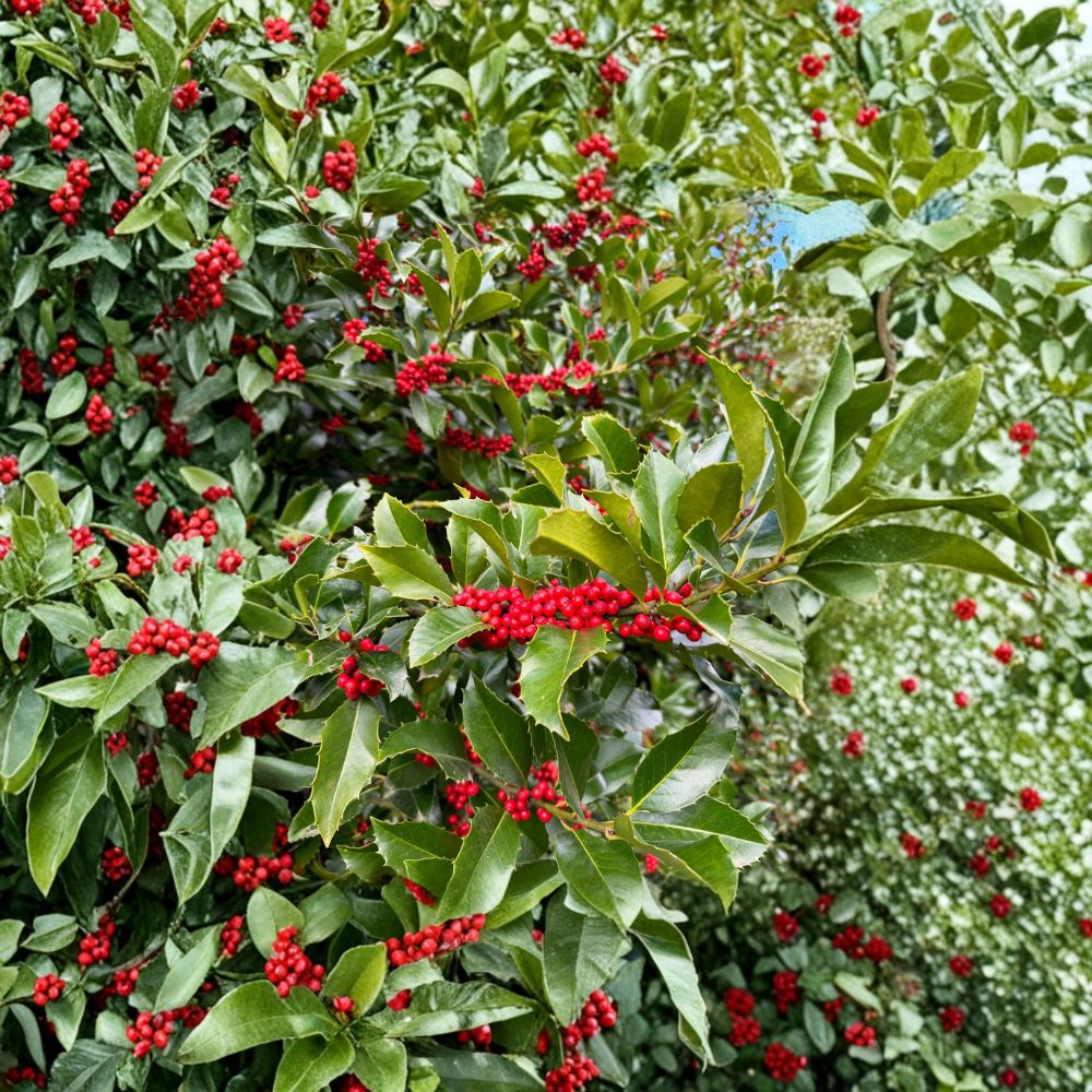 Wirt L. Winn Koehne Holly – Live Evergreen Holly Tree | 1 Gallon Pot | Ilex x koehneana | Red Berry Privacy Plant