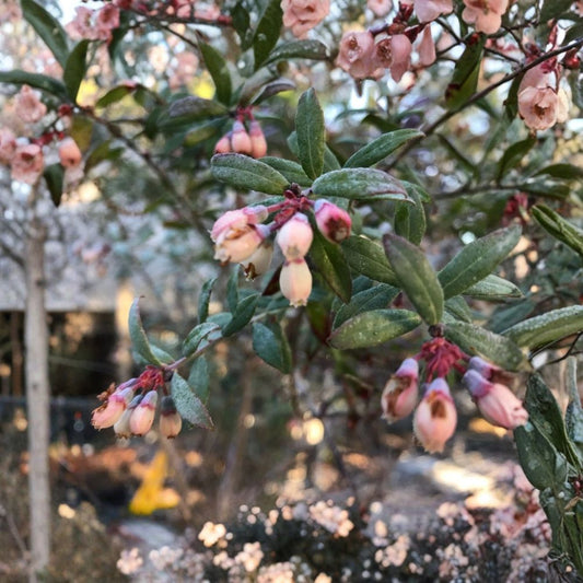 Darrow Blueberry Live Plant – Vaccinium corymbosum | 3–8" Tall | 3" Pot | Highbush Blueberry | Large Sweet Fruit | Self-Pollinating | Zones 4–7