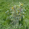 Ilex pedunculosa 'Frosty Morn' – Variegated Longstalk Holly Live Plant | 2 Gallon Pot | Creamy White Variegated Foliage | Red Berries | Evergreen Landscape Shrub