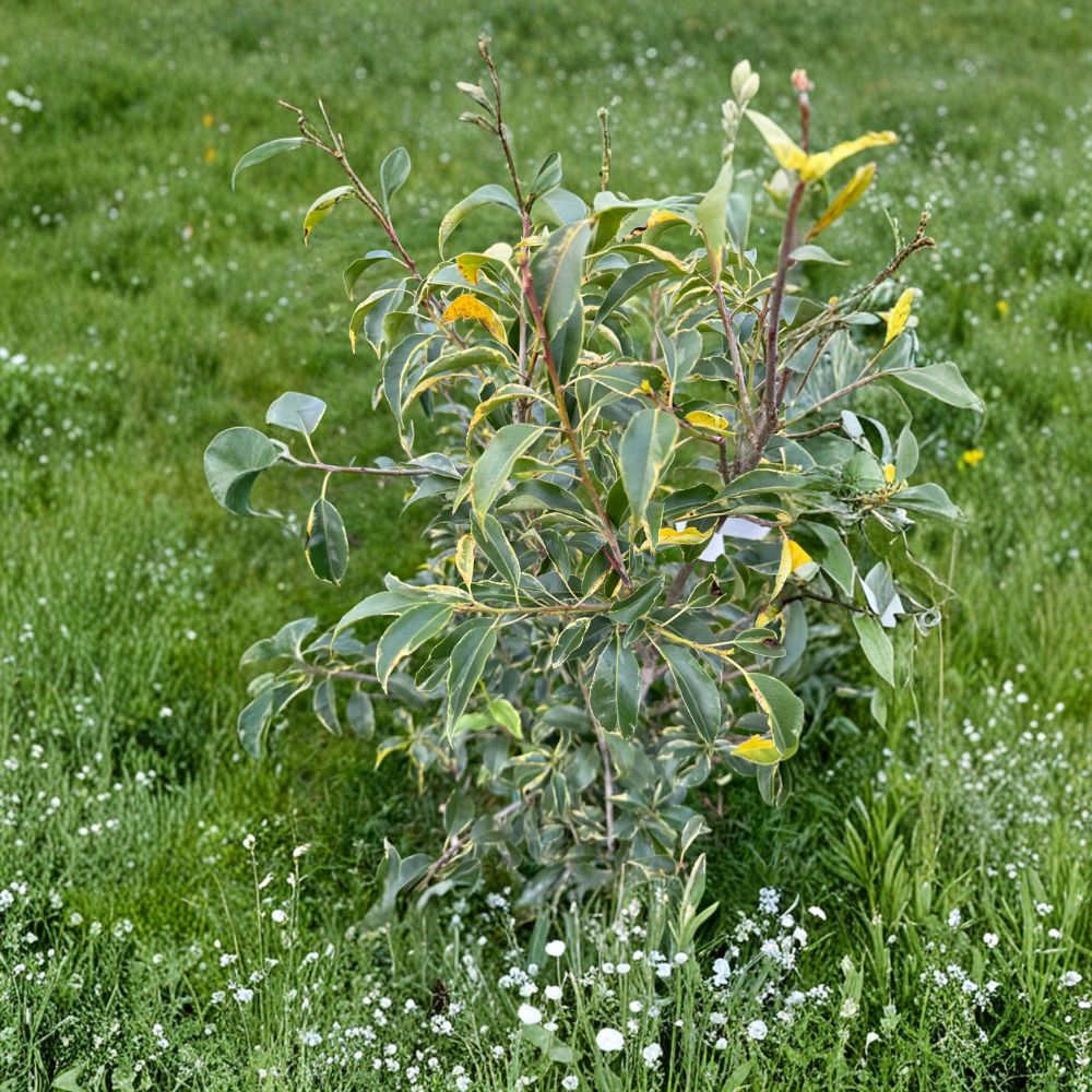Ilex pedunculosa 'Frosty Morn' – Variegated Longstalk Holly Live Plant | 2 Gallon Pot | Creamy White Variegated Foliage | Red Berries | Evergreen Landscape Shrub