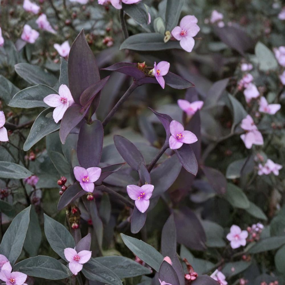 Set of 2 Live Purple Heart Plants – 4 to 6 Inches Tall | Ships Bare Root (No Pot) | Colorful Trailing Foliage Plant | Easy to Grow