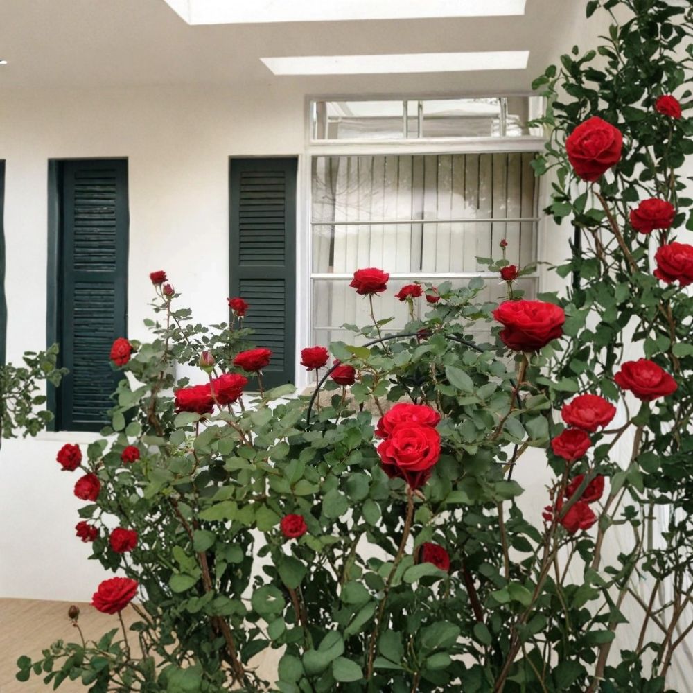Don Juan Red Climbing Rose – Rosa 'Don Juan' Live Plant | 1 Quart Grow Bag | Fragrant Red Climbing Rose | Easy to Grow