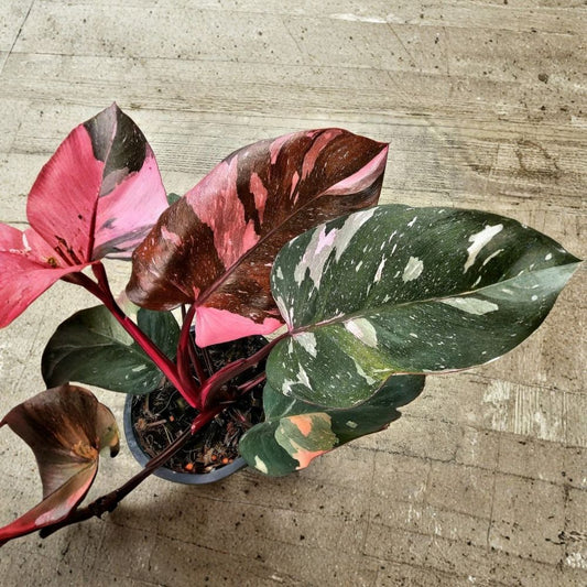 Philodendron Pink Marble Live Plant – 3–5 Inches Tall | Variegated Tropical Houseplant | Starter Plant | Ships Without Pot | Rare Indoor Plant