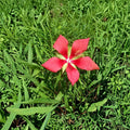Texas Star Hibiscus – Hibiscus coccineus Live Plant | 2 Gallon Size | Includes Healthy Root System | Garden & Pollinator Friendly | Large Red Flowers