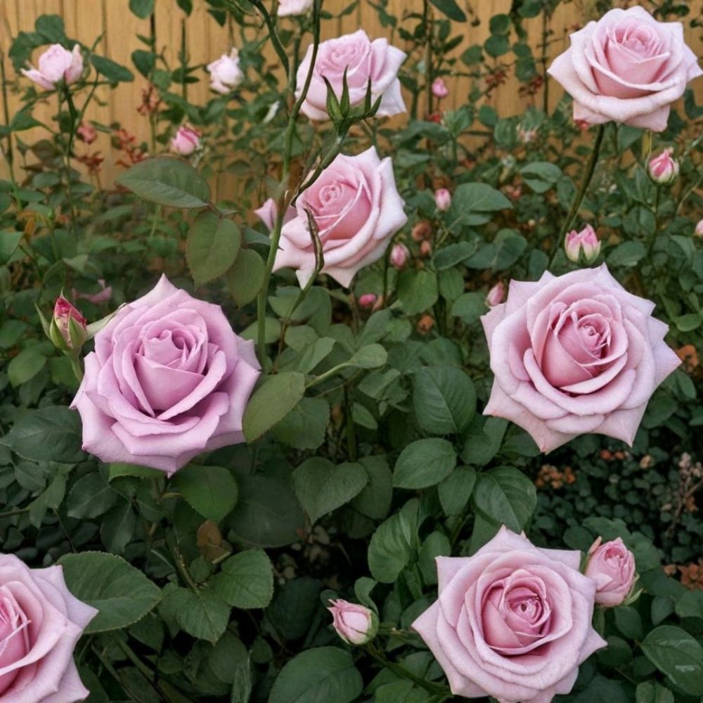 Blue Girl Hybrid Tea Rose – Mauve Lavender Live Bush Plant | 3 Gallon Size | Includes Root Ball Wrapping | Elegant Lavender Rose | Easy to Grow