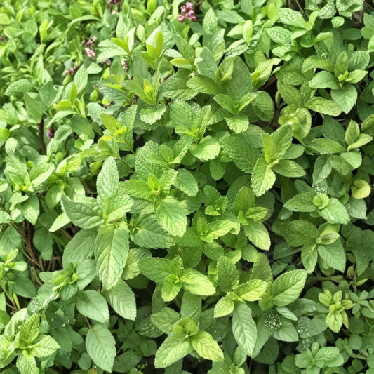 Mojito Mint – 3 Live Plants | 3–6 Inches Tall | Bare Root with Soil Ball | Fast-Growing Culinary Herb | Cuban Mint