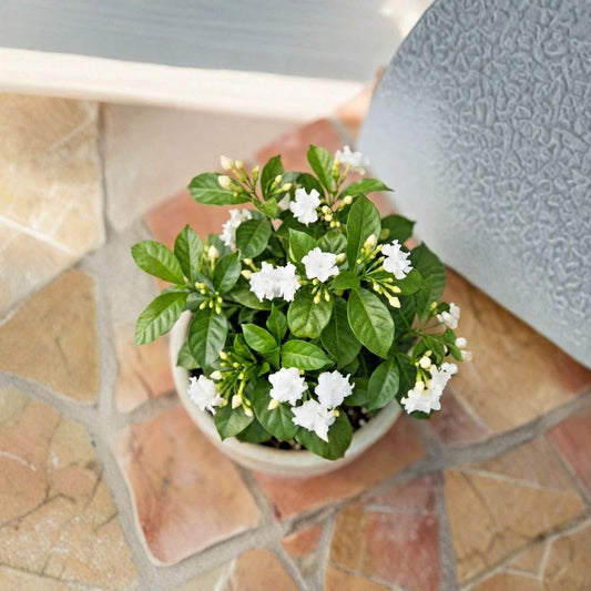 Crape Jasmine Live Plant – Tabernaemontana divaricata | 4 Inch Nursery Pot | Fragrant White Pinwheel Flowers | Tropical Flowering Shrub | Indoor & Outdoor Plant