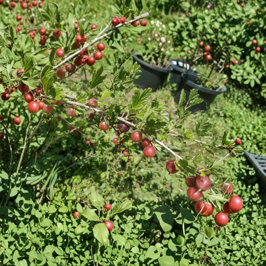 Hinnomaki Red Gooseberry Live Plant – Rooted Starter Shrub | Self-Pollinating Edible Fruit Plant | USDA Zones 3–7 | Bare Root