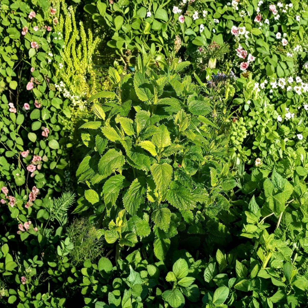 Live Lemon Balm Plants | 2 Starter Herbs | 3–6 Inches Tall | Ships Bare Root (No Pot) | Aromatic Culinary & Medicinal Herb