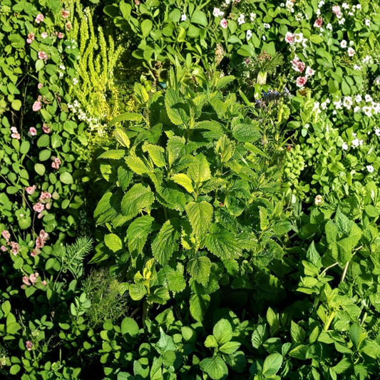 Live Lemon Balm Plants | 2 Starter Herbs | 3–6 Inches Tall | Ships Bare Root (No Pot) | Aromatic Culinary & Medicinal Herb