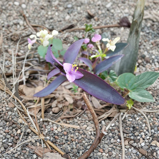 Purple Heart Live Plants – Set of 2 Rooted | Tradescantia pallida | 8"+ Bare Root Plants | Purple Foliage | Houseplant & Ground Cover