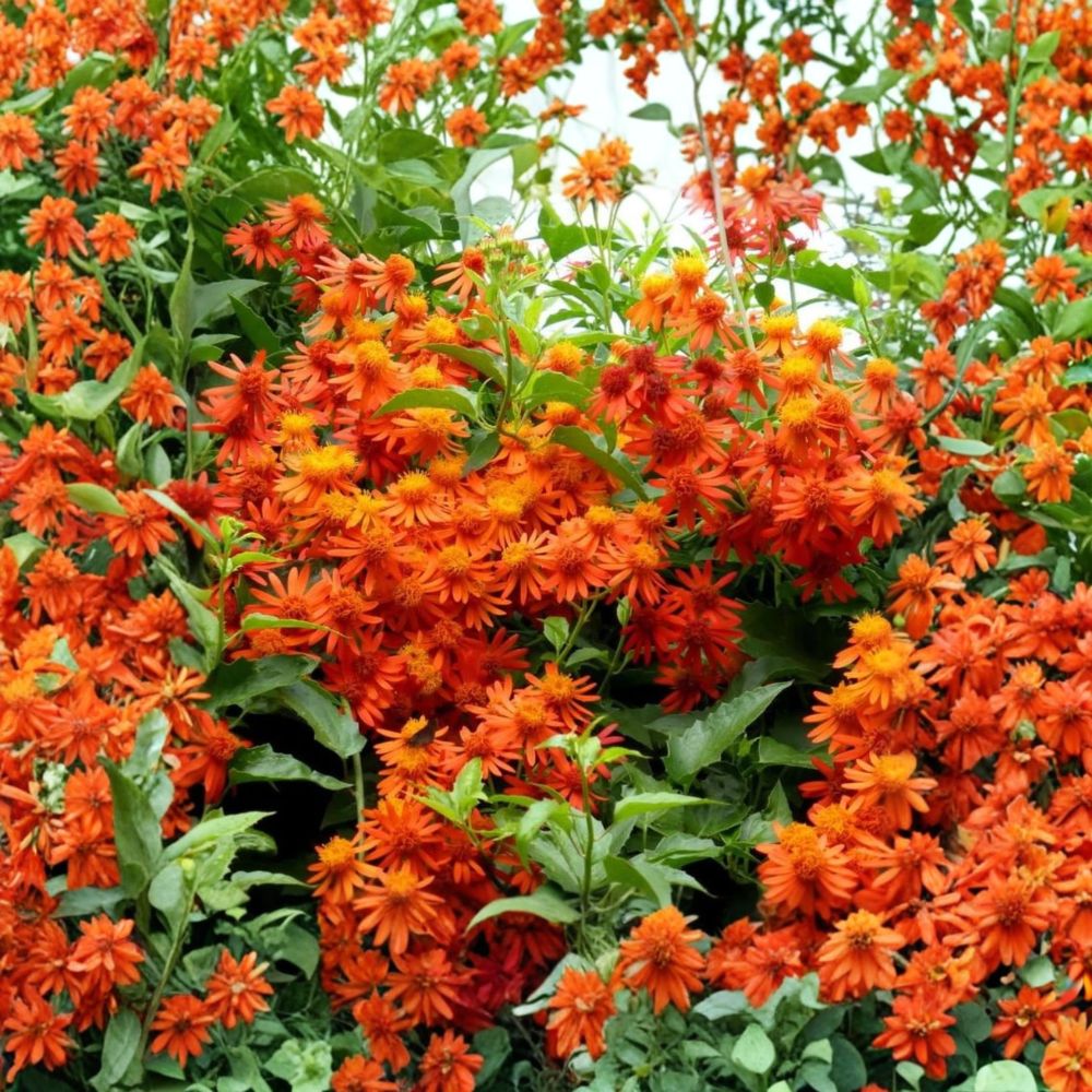 Mexican Flame Vine – Senecio confusus Live Plants | 4 Plants | 4–6 Inches Tall | Orange Flowering Climbing Vine | Trellis & Garden Plant