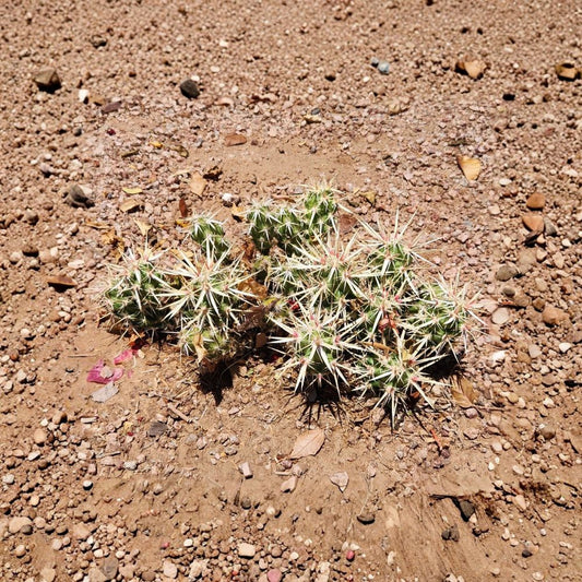 Club Cholla Cactus Cutting – Grusonia clavata Live Unrooted Cutting | 2–3 Inches | Rare Desert Cactus