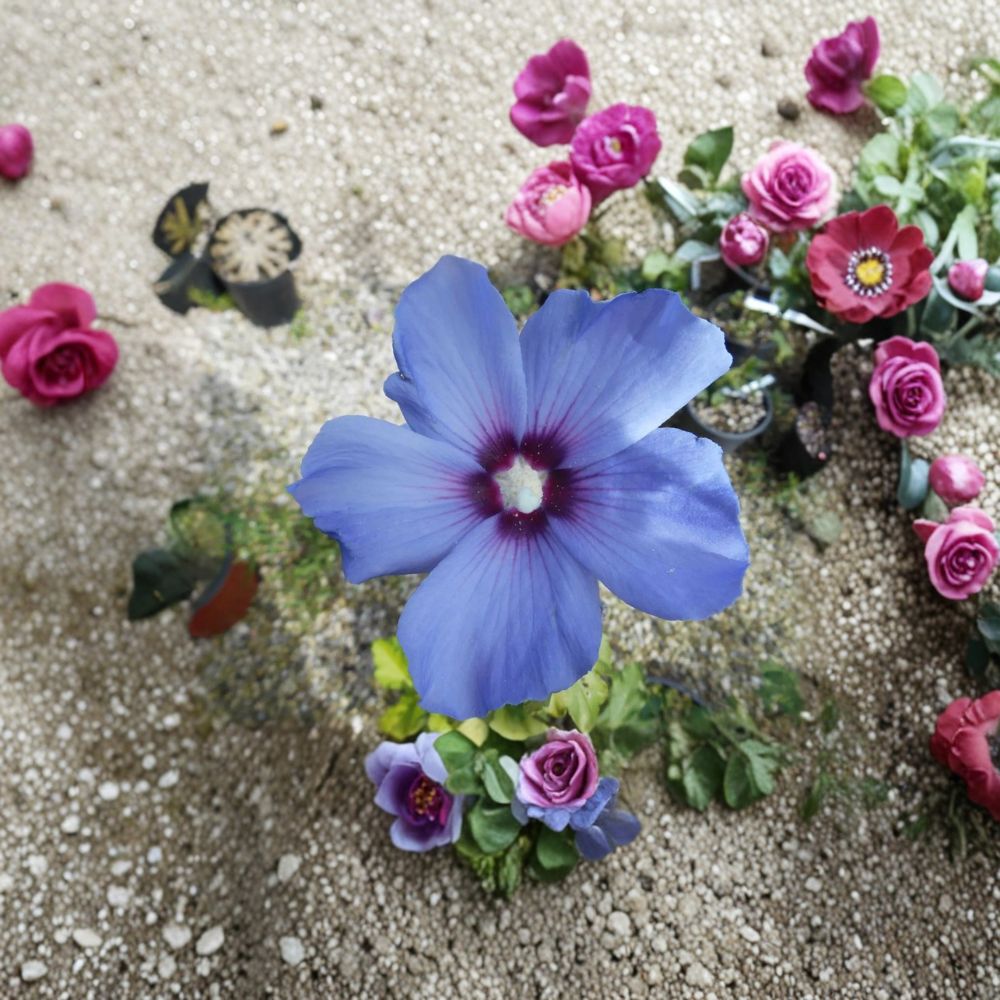 Bluebird Rose of Sharon – Hibiscus syriacus Live Plant | 2 Gallon Pot | Blue-Violet Summer Blooms | Hardy Flowering Shrub | Full Sun Garden Favorite
