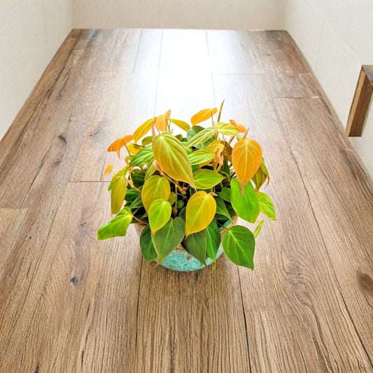 Philodendron Micans Live Plant – Rooted Starter | 3-Inch Pot | Velvety Heart-Shaped Leaves | Trailing Indoor Houseplant | Easy Care