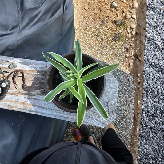 Variegated Spider Plant Live Plant – Chlorophytum comosum | 4 Inch Pot | Green & White Striped Foliage | Easy Care Indoor Houseplant | Hanging Basket Friendly