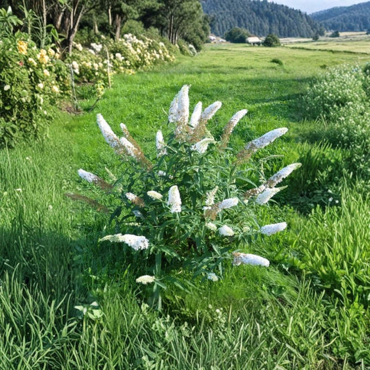 White Butterfly Bush Live Plant – Buddleia | 5–10 Inch Well-Rooted Shrub | Fragrant White Flower Spikes | Pollinator Garden Plant | Zones 5–9