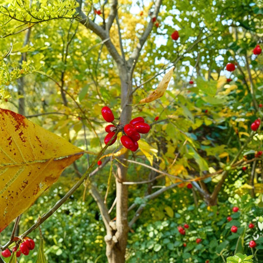 Spicebush – Lindera benzoin Live Plant | 6 Inches Tall | 4-Inch Pot | Native Deciduous Shrub | Woodland Garden Plant