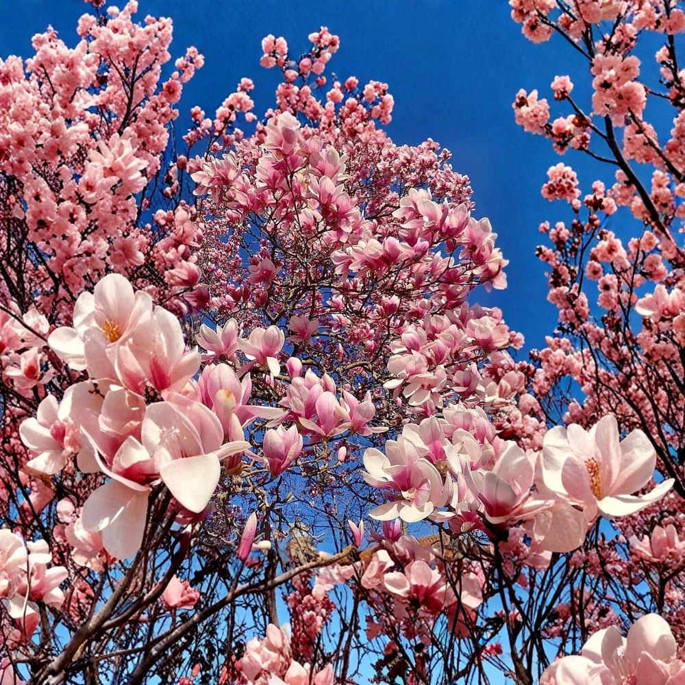 Saucer Magnolia Live Plant – Magnolia × soulangeana | 6–12 Inches Tall | 2.5 Inch Pot | Pink & White Blooms | Ornamental Landscape Tree | Zones 4–9